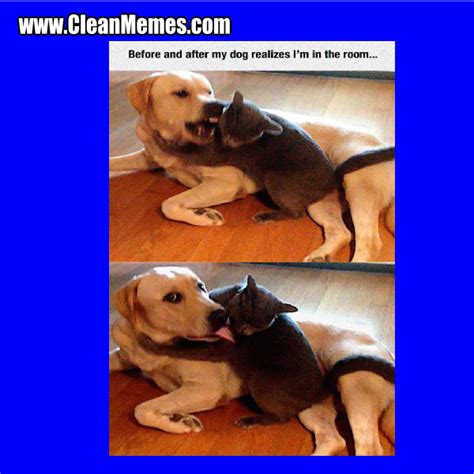 Clean Cat And Dog Memes | Cute Cats