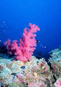 Coral   Wikipedia, la enciclopedia libre