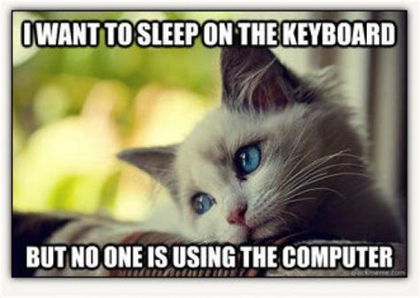 Cute And Funny Cat Memes