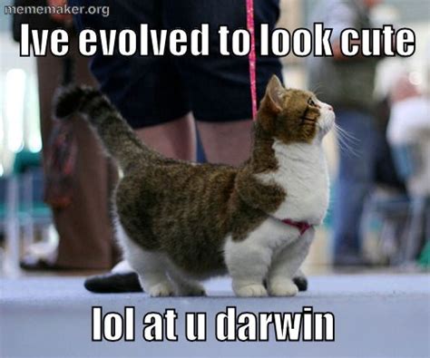 Cute cat memes, Cute cats and Meme maker on Pinterest