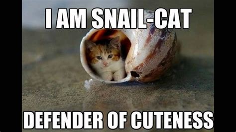 Cute Cat Memes!!!!!!!!!!!!!   YouTube