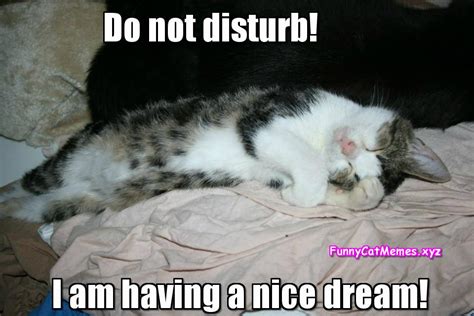 Do Not Disturb The Kitten!   Funny Cat Memes