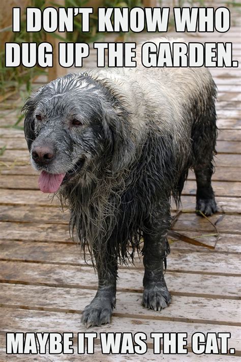 Dog memes, part 5: The good, the sad, and the funny | Dog ...