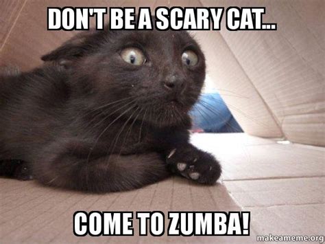DON T BE A SCARY CAT... COME TO ZUMBA!   Schitzo Cat ...