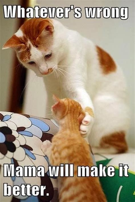Dump A Day Attack Of The Funny Animals   48 Pics ...