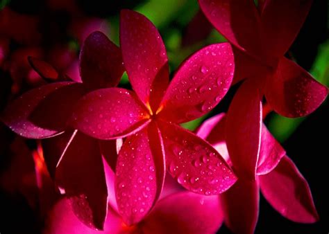 Estas hermosas imagenes de flores gratis para descargar ...