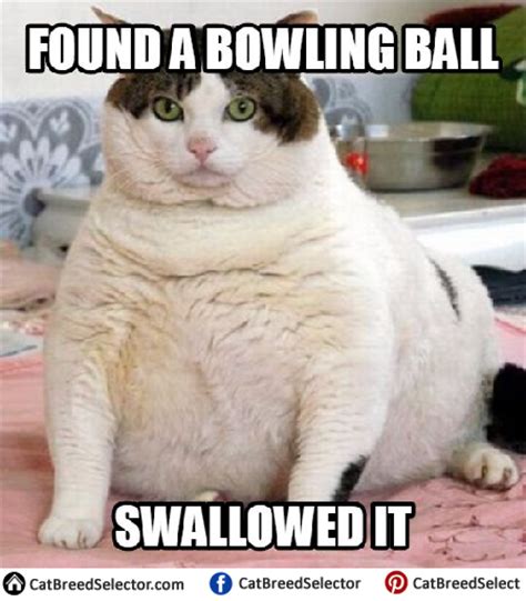 Fat Cat Memes | Cat Breed Selector