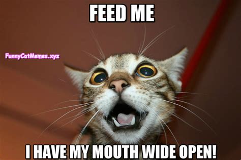 Feed Me Funny Meme | www.pixshark.com   Images Galleries ...