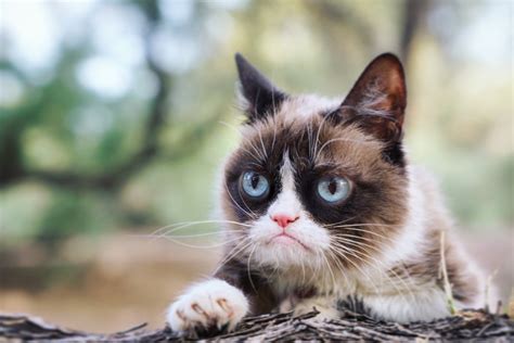 Fluffy, grumpy cat. | We Know How To Do It