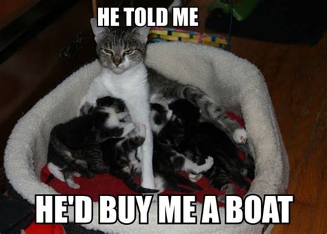 Forever Resentful Mother Cat | Cats | Know Your Meme