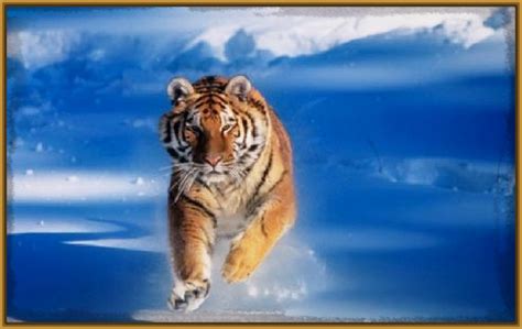 fotos de tigres para pintar Archivos | Imagenes de Tigres