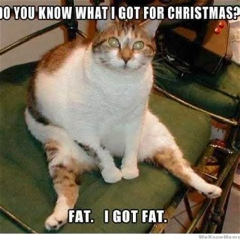Found This Super Funny Cat Meme About Christmas That I Can ...