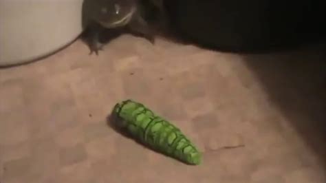 Frog Screams At Caterpillar Meme  Meme 27    YouTube