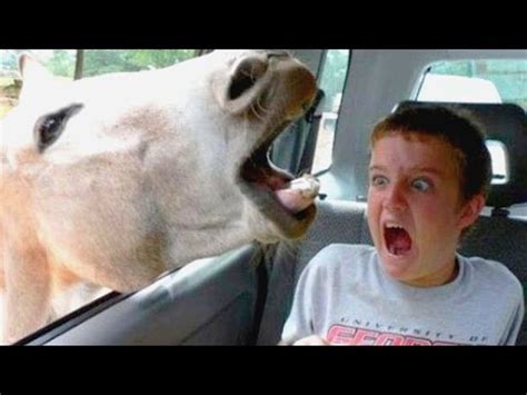Funniest and most hilarious moments on Earth that can make ...