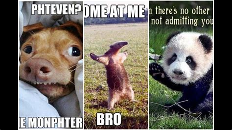 Funniest Animal Memes Ever Part 2   YouTube