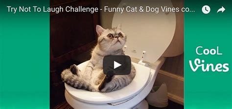 Funniest Cat & Dog Videos   Butler Vause