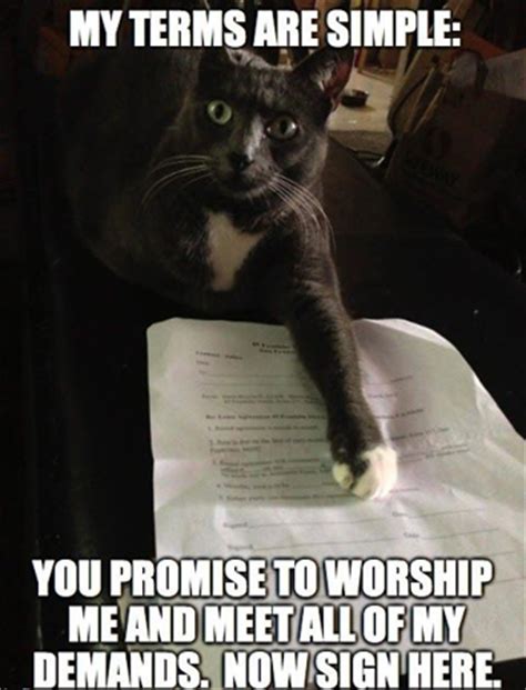 Funniest Cat Memes   UK Cat Breeders
