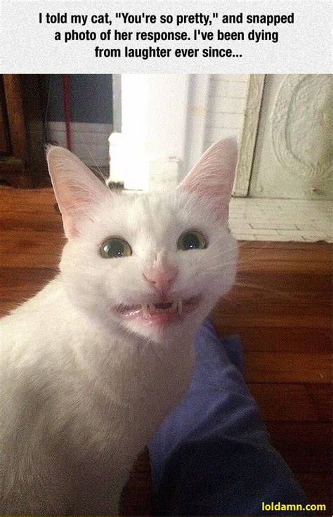 Funniest Cat Smile Responses To  You re So Pretty.