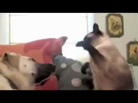 Funniest cat video ever  by Bill Curtis    YouTube