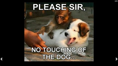 Funny Animal Pics   Android Apps on Google Play