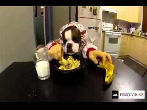 Funny animals clean funny animals kids   YouTube