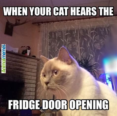 Funny Appropriate Cat Memes | www.imgkid.com   The Image ...