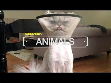 Funny Cat Fails Compilation | Top 10 Funniest Cat Videos ...