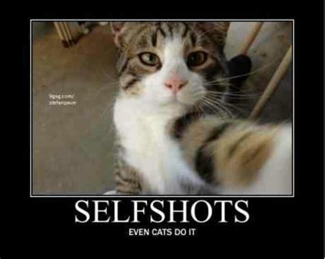 Funny cat meme | Fun | Pinterest | Cat selfie, Cats and ...