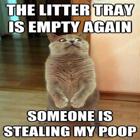 Funny Cat Memes   40 Hilarious Pictures!   Page 5
