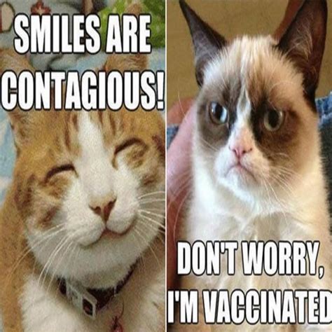Funny Cat Memes   40 Hilarious Pictures!   Page 5
