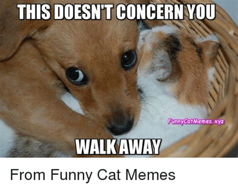 Funny Cat Memes of 2017 on SIZZLE | Funny Meme