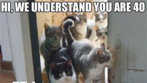 Funny Cat Memes   The Best Funny Cat Memes   Slapwank