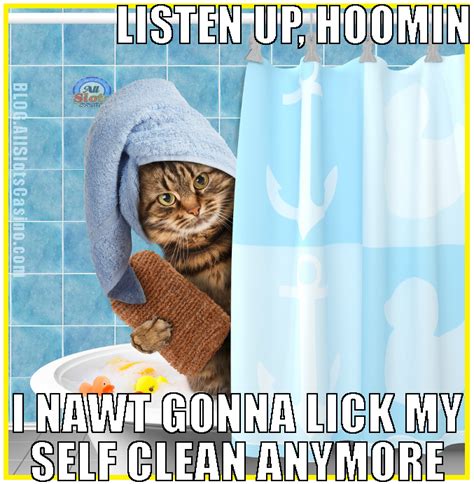 Funny Cat Pics Clean   impremedia.net