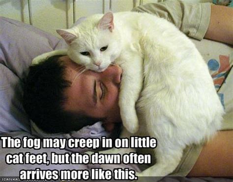 Funny cat pictures with captions, cat pictures with ...