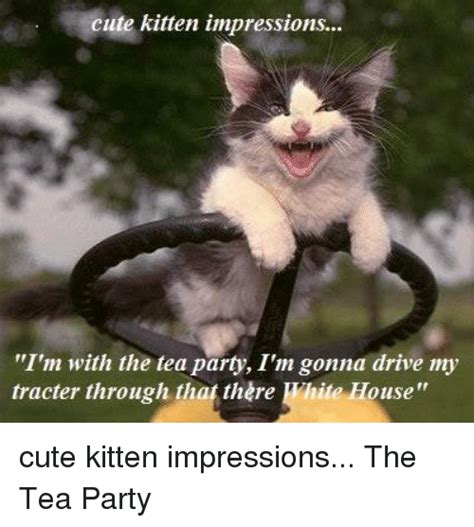 Funny Cute Kittens Memes of 2017 on SIZZLE | Anime Photo