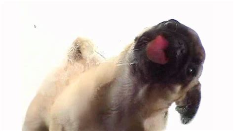 Funny Dog Cleaning My Screen HD   YouTube