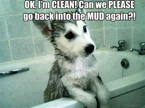 Funny Dog Memes Clean,Dog.Best Of The Funny Meme