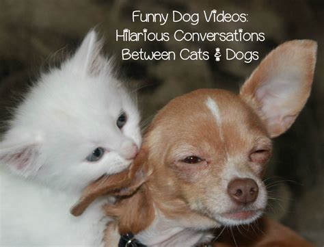 Funny Dog Video: Cat Takes on a Beagle + Talking Pet Clips