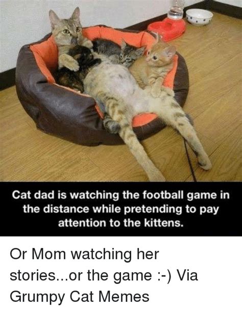 Funny Grumpy Cat Memes of 2017 on SIZZLE | Cat Memes