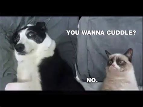 Funny Grumpy Cat Top Meme   YouTube