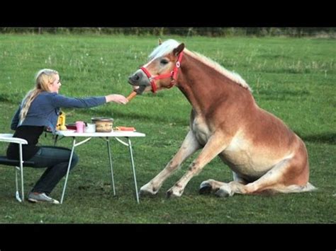Funny Horse Videos   Try Not To Laugh [BEST OF]   YouTube