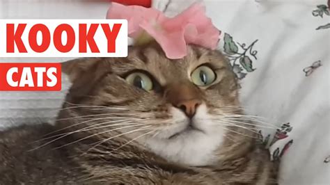 Funny Kooky Cats Video Pet Compilation 2016   YouTube
