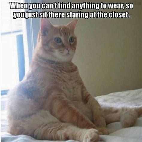 Funny Staring Cat Meme | Funny Cats   Downloadfeast