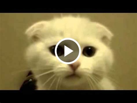 Funny talking and singing cat   Funny Cat Videos