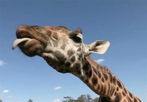 Giraffe GIF   Find & Share on GIPHY
