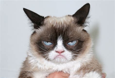 Goodbye Grumpy Cat, Hello Lil Bub!