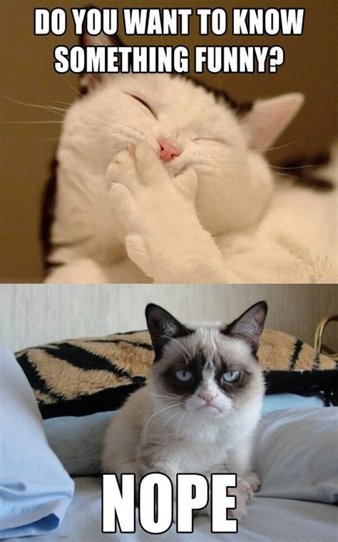 Grumpy Cat Funny | Funny Collection World