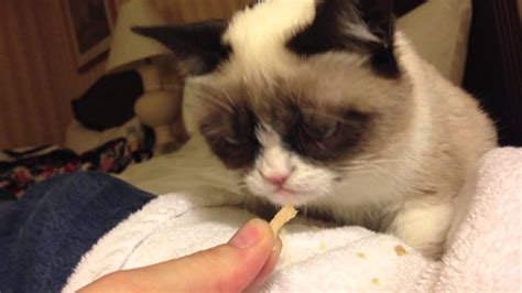 Grumpy Cat getting some special treats after being on the ...