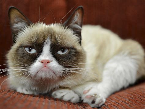 Grumpy Cat Has Earned Her Owner Nearly $100 Million In ...
