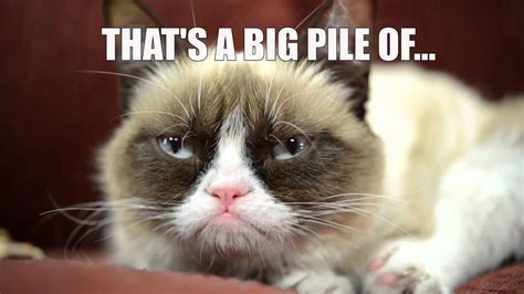 Grumpy Cat Hates Your Cat Videos! | Animals that I love ...